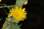 Spiney sowthistle